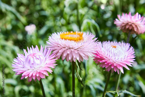 Canvas Print Helichrysum ( Straw flower) blooming outdoors