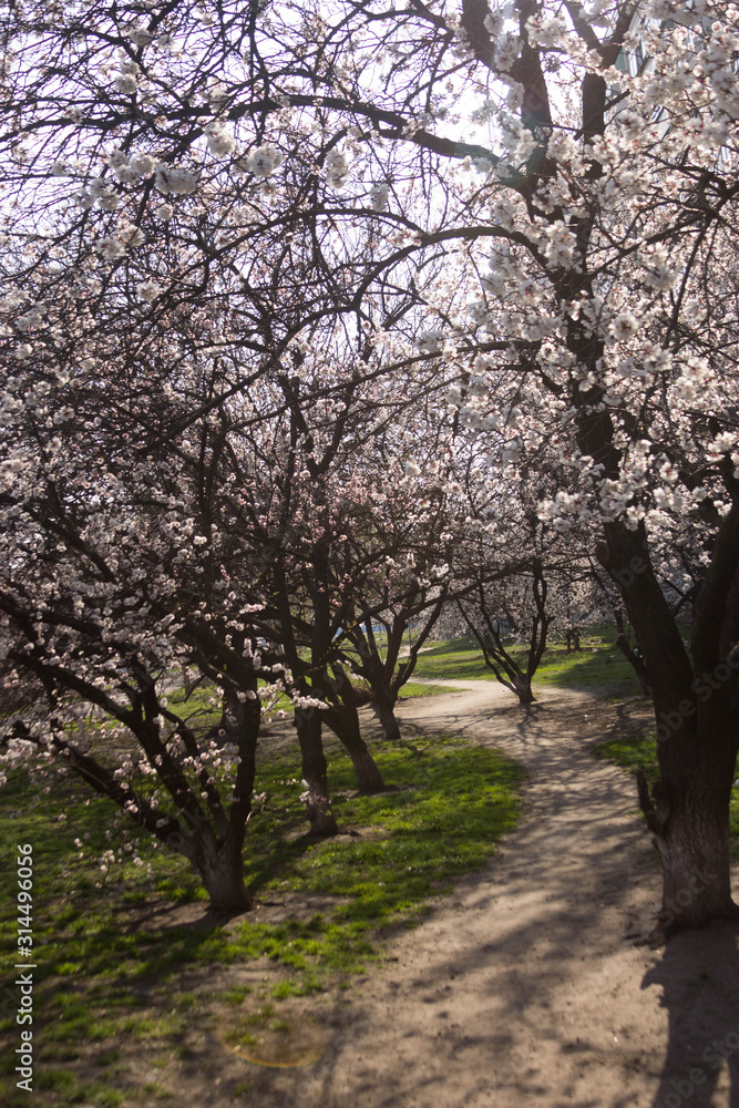 beautiful spring flowering of fruit trees beautiful spring flowering of fruit trees
