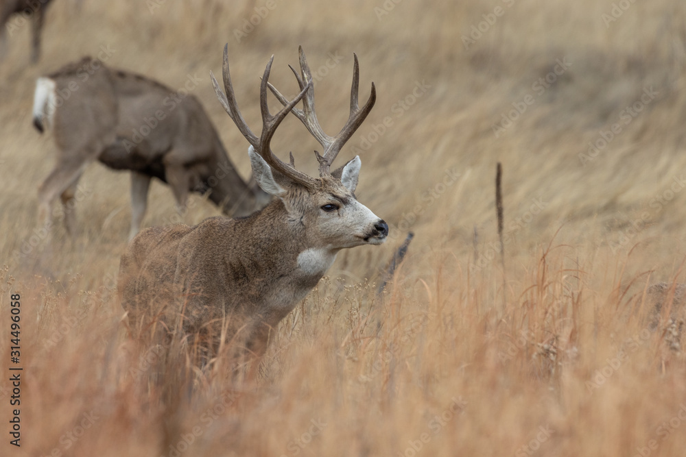 Obraz premium Buck Mule Deer in Autumn in Colorado