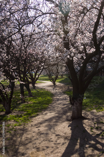 beautiful spring flowering of fruit trees