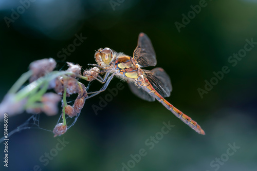 Common darter dragonfly - sympetrum vulgatum resting on a branch photo