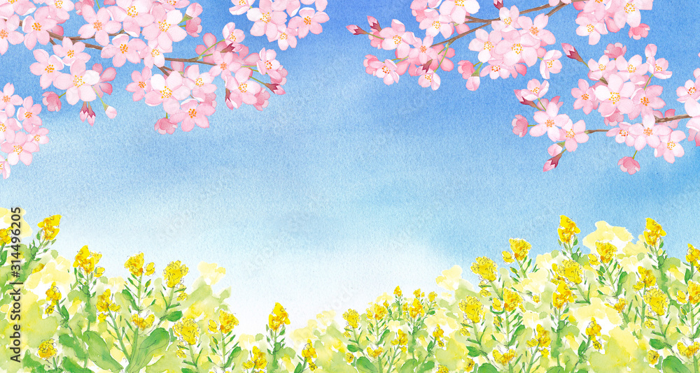 青空と菜の花と桜の風景。水彩イラスト。 青空と菜の花と桜の風景。水彩イラスト。
