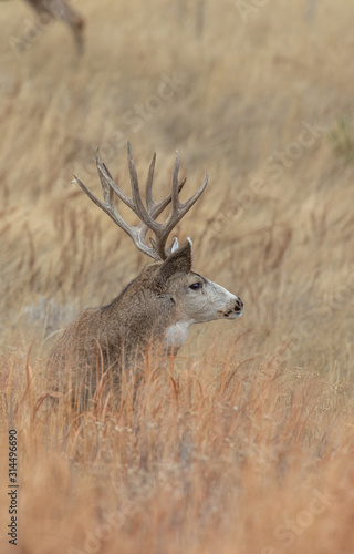 Fototapeta Naklejka Na Ścianę i Meble -  Buck Mule Deer in Autumn in Colorado