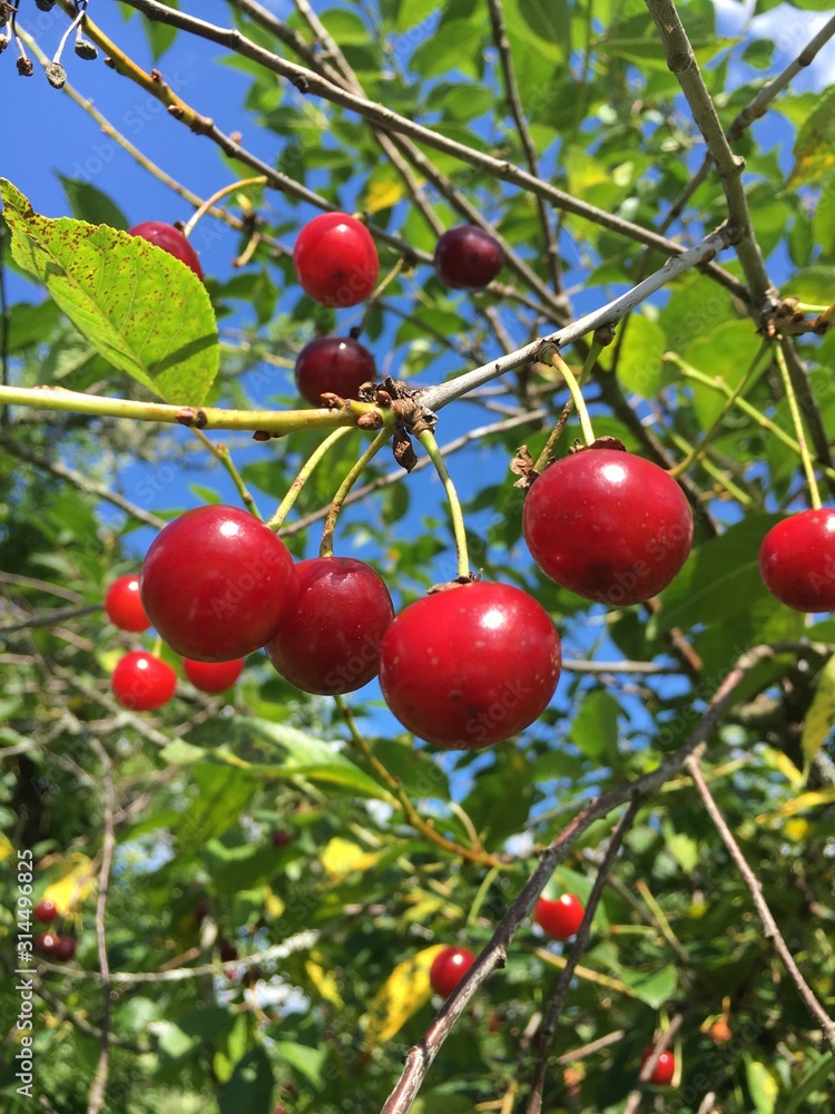Obraz premium cherries on tree
