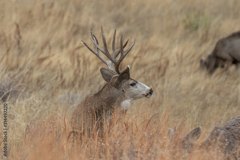 Buck Mule Deer in Autumn in Colorado Buck Mule Deer in Autumn in Colorado