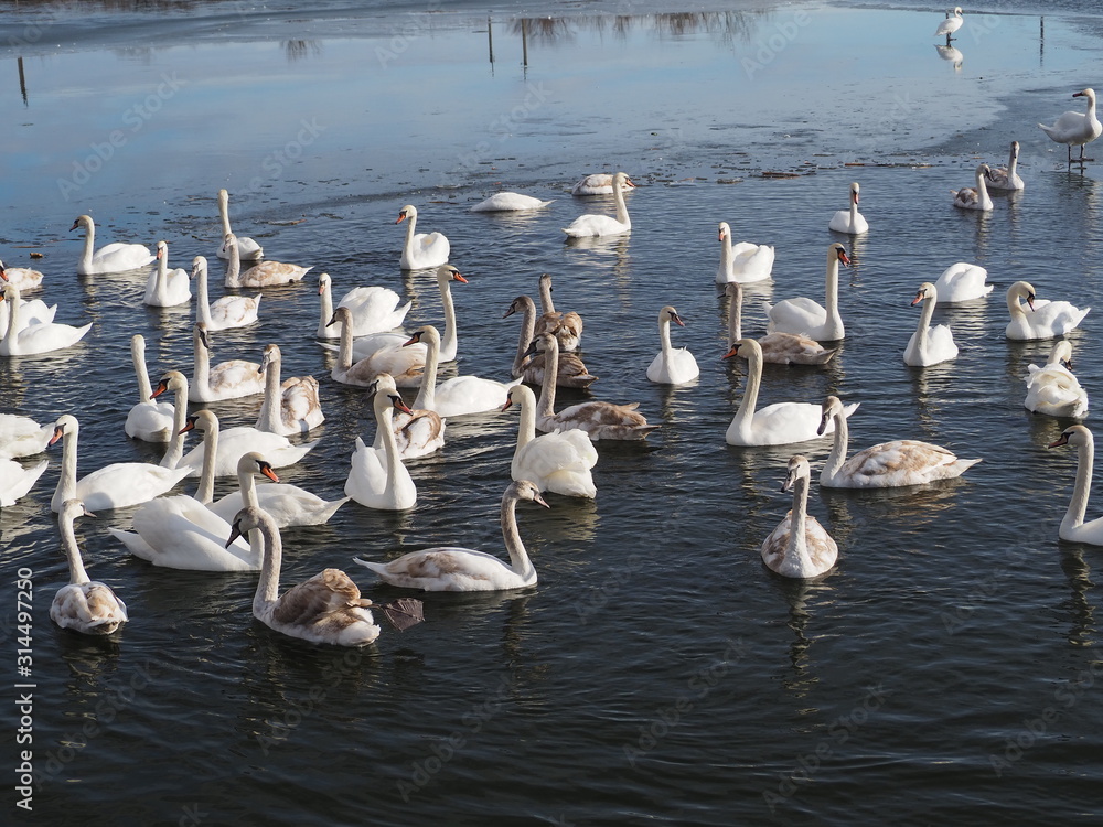 swans on lake	