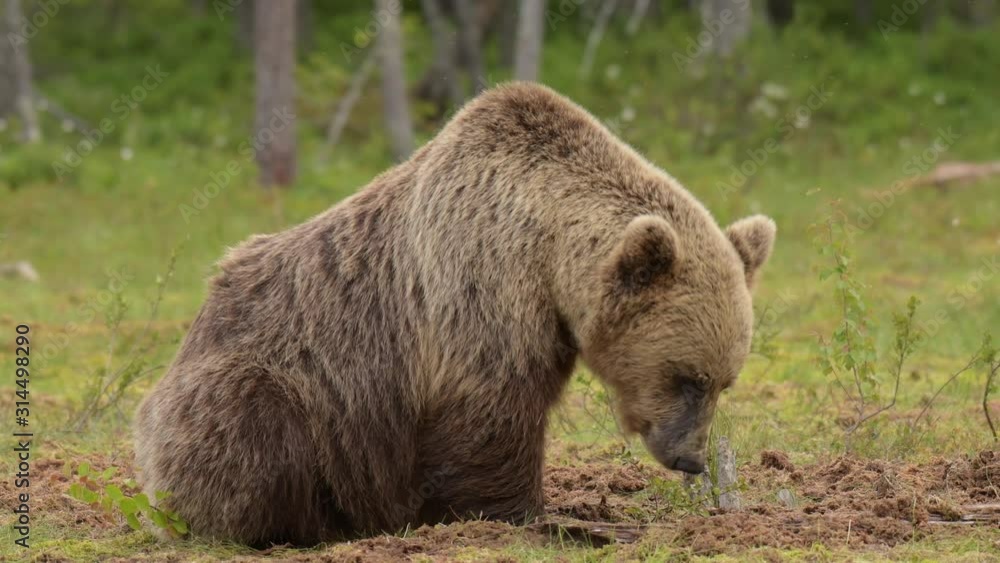 Big brown bear is digging the bog trying to find something to eat Big brown bear is digging the bog trying to find something to eat