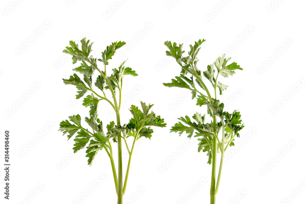 Parsley leaf on isolated white background. (Petroselinum crispum, Apiaceae) Parsley leaf on isolated white background. (Petroselinum crispum, Apiaceae)