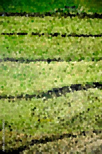 green moss on the wall