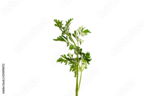 Parsley leaf on isolated white background. (Petroselinum crispum, Apiaceae)