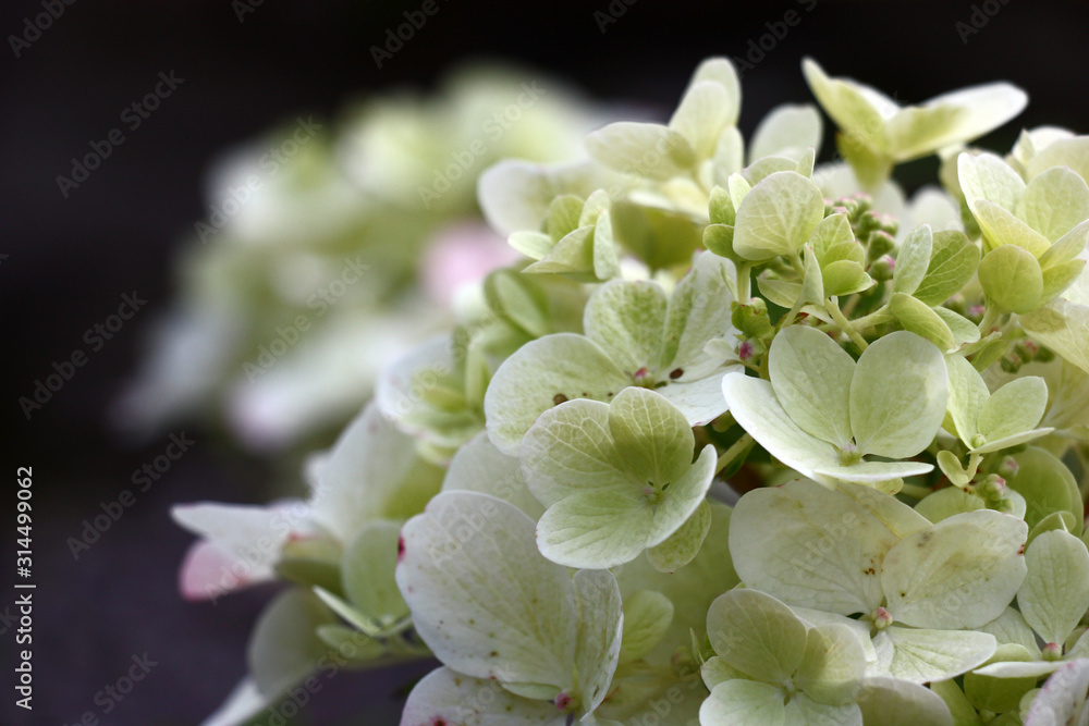 Flowers in an inflorescence of a hydrangea paniculata against a dark background. Beginning of blossoming. Flowers in an inflorescence of a hydrangea paniculata against a dark background. Beginning of blossoming.