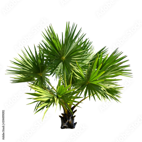 Small or young Sugar palm isolated on the white background.