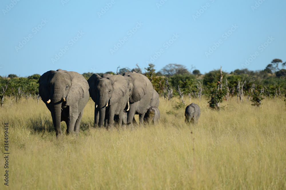 Obraz premium Family of elephants
