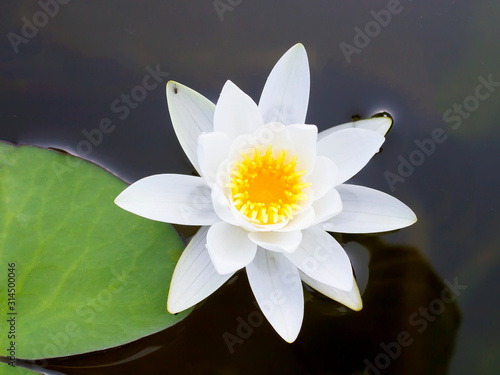 White lily flower in the water of an artificial reservoir on a personal plot.