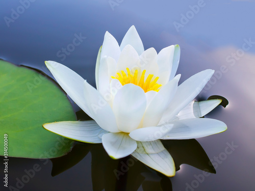 White lily flower in the water of an artificial reservoir on a personal plot.