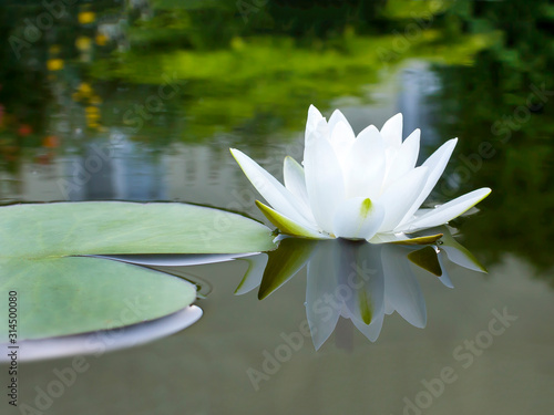 White lily flower in the water of an artificial reservoir on a personal plot.