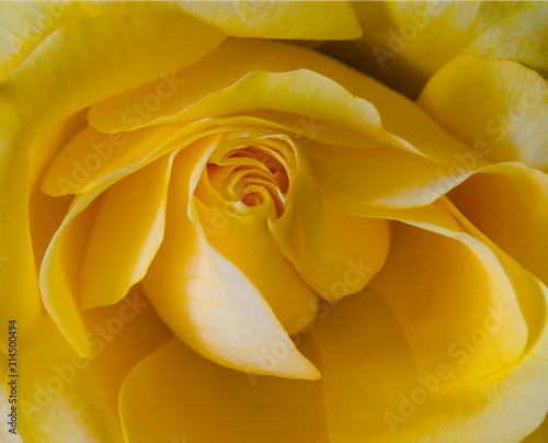 Gelbrose