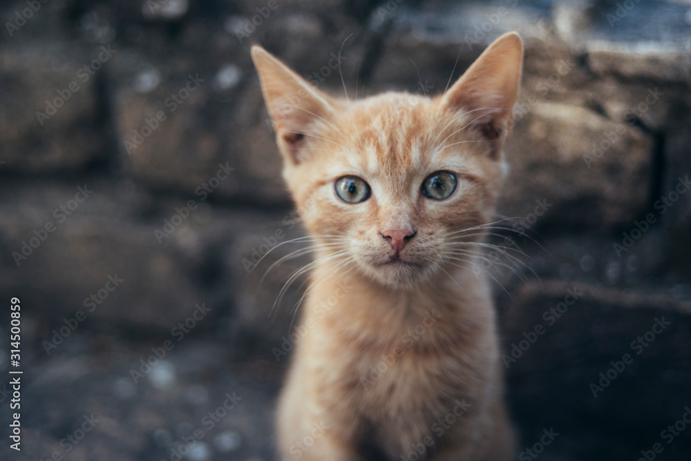 Cute Yellow Kitten Posing For Camera Cute Yellow Kitten Posing For Camera