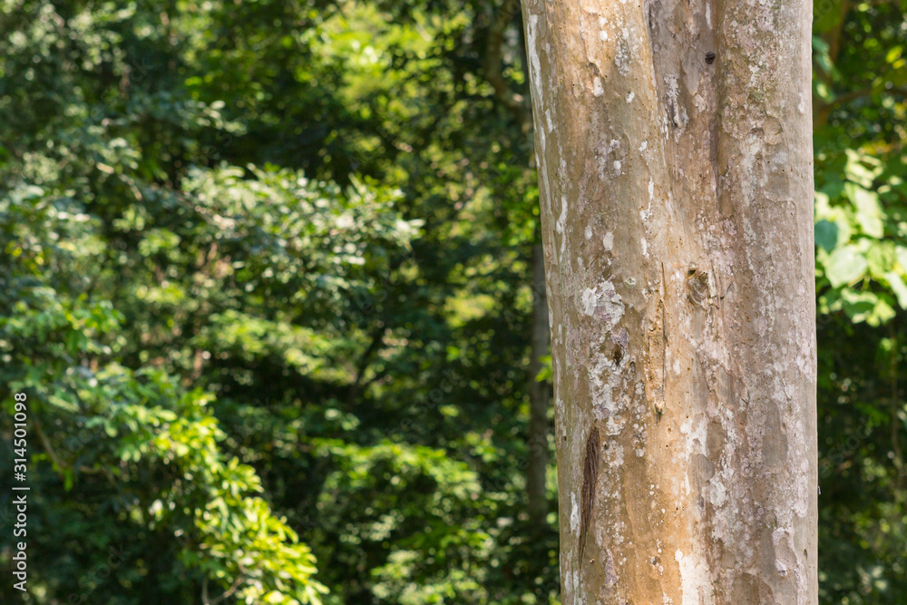 tree in the forest with blurred background