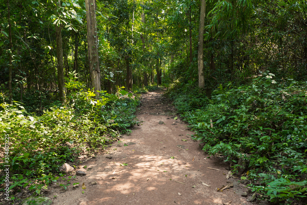 The path in the woods The path in the woods