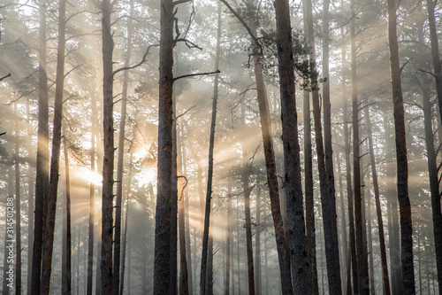 Sunrise pine dune forest with sunrise penetrating through the thick fog