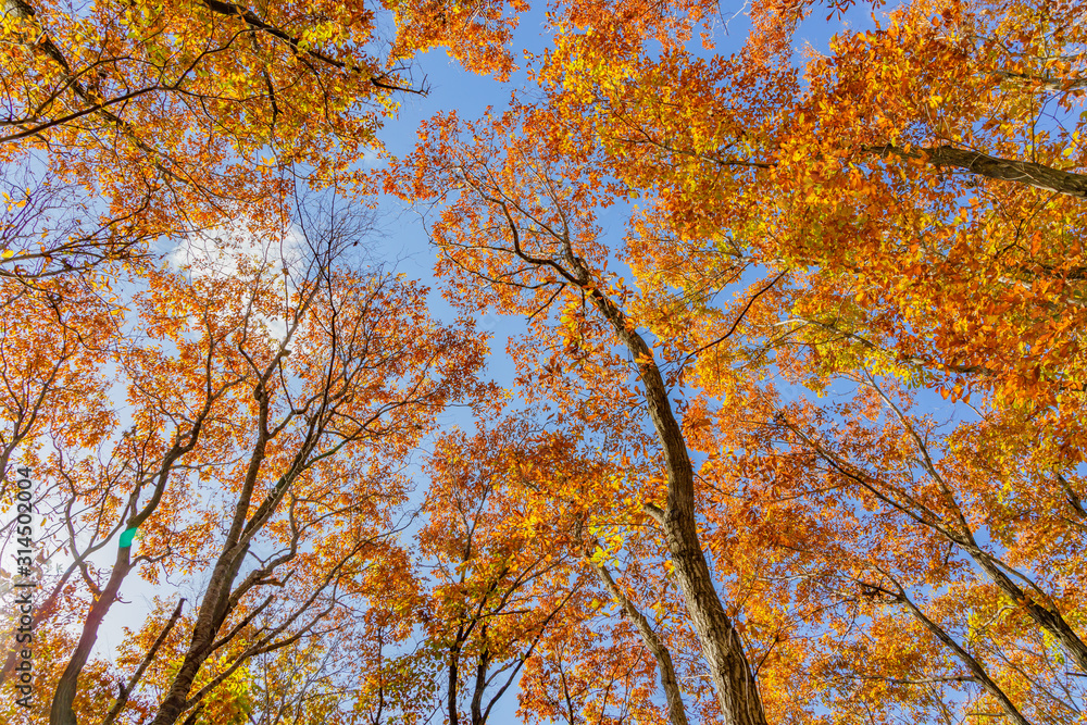 美しく紅葉した木