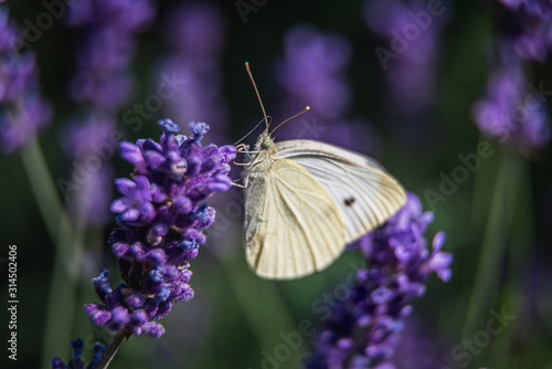 Butterfly Macro