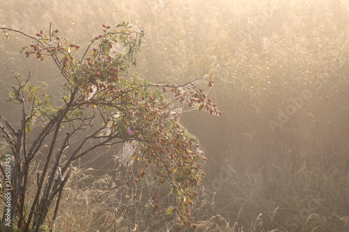 Late summer view on the rose bush covered with thick dew and spider webs covering the lush crop of rose hip berries in the misty morning photo