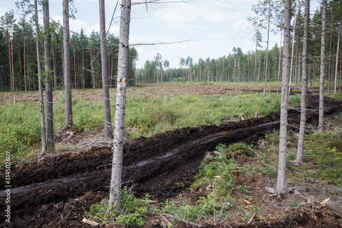 Pile of felled pine wood in forest, felled illegally from protected area, Pärnu county, Estonia photo