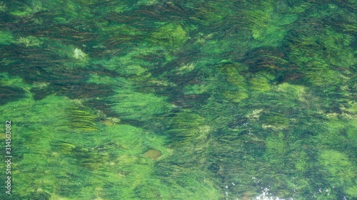 Aerial top down view of long waterplants under transparent clear turquoise water of river. Natural texture, background. Seaweed patterns. River flow. Trebinje, Bosnia. photo