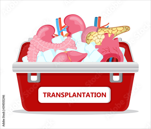 Human organ donor transplantation concept vector for banner, flyer, medical website. Medical red case with ice. World organ Donor Day or Week. Intestine, heart, kidneys, pancreas