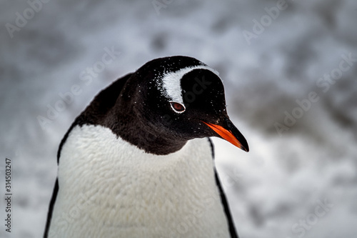 Close-up on penguin head from high angle © Nora Yusuf