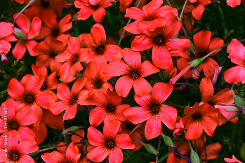 Pretty deep red flowers in closeup