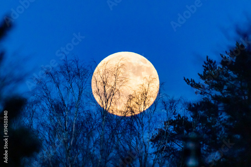 Tree branches with full moon in the background