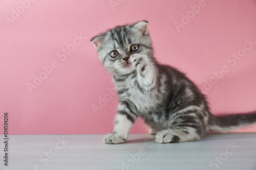 Funny kitten cat with raised paw on pink background play