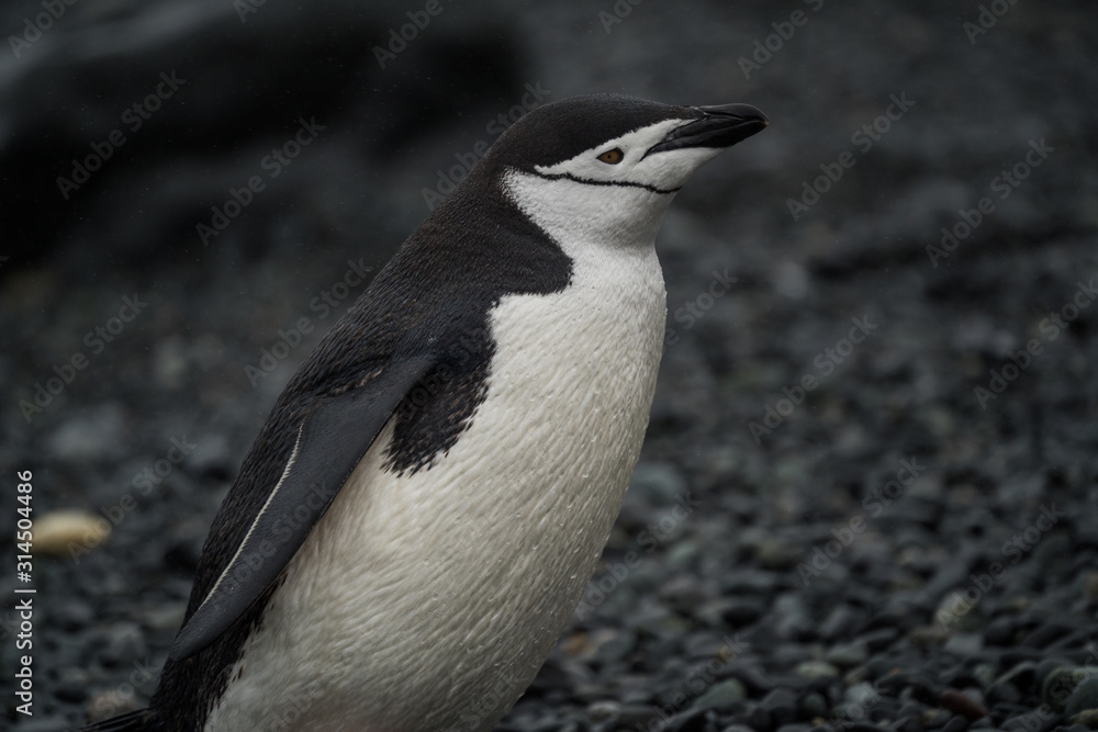 Fototapeta premium Close-up side view of a chinstrap penguin
