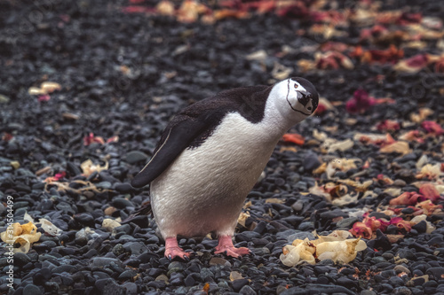 Curious penguin looking at camera with head tilted