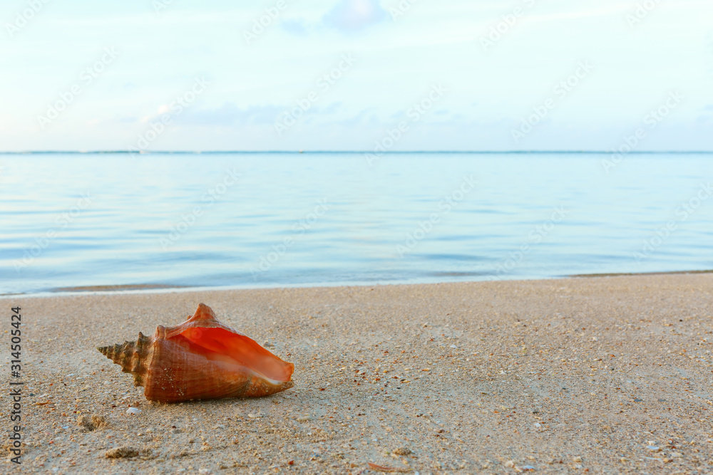 Sea shell on tropical beach. Summer sea landscape. Sea shell on tropical beach. Summer sea landscape.