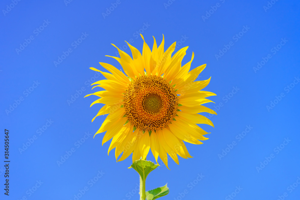 Beautiful sunflower on blue sky background. Beautiful sunflower on blue sky background.