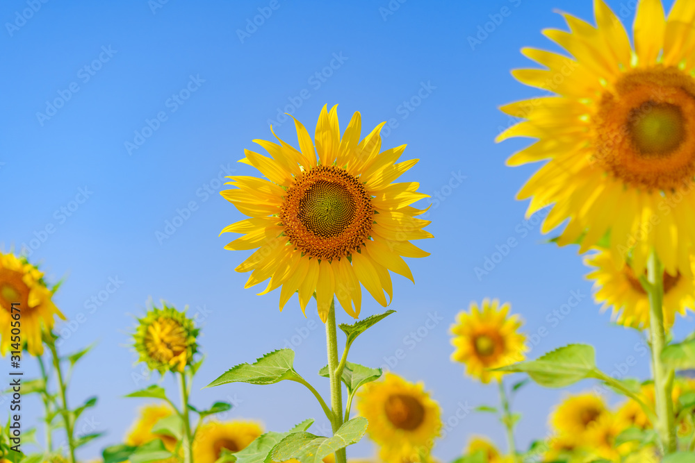 Beautiful sunflower on blue sky background. Beautiful sunflower on blue sky background.