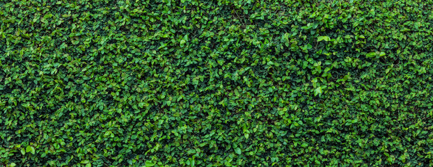 Green leaves  background