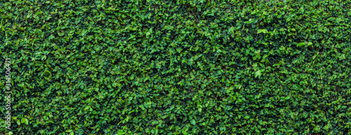 Green leaves  background photo