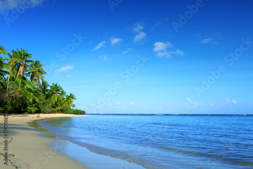 Green palm trees on caribbean beach. Travel background.