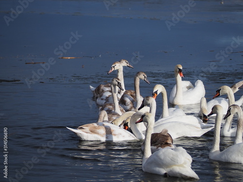swans on the lake