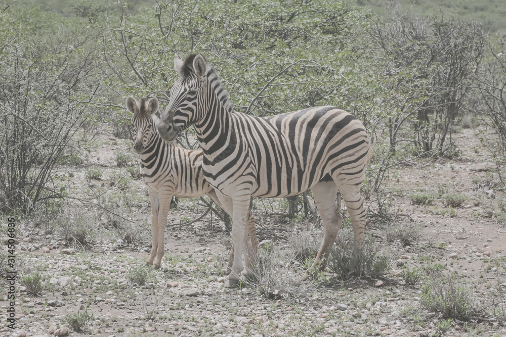 Obraz premium A zebra and her foal at the Etosha national park, Namibia