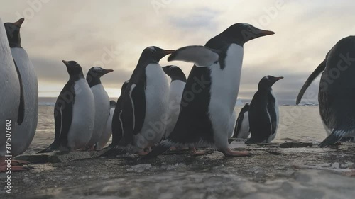 Penguin Stand on Frozen Ice Rock Shore. Antarctic Wildlife Animal. South Antarctic Gentoo Bird Group Come on Sea Beach Out Cold Water Close-up Locked-off Shot Footage in 4K (UHD)