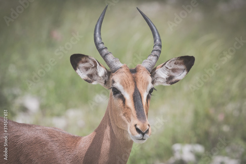 An Antelope at the Etosha National Park