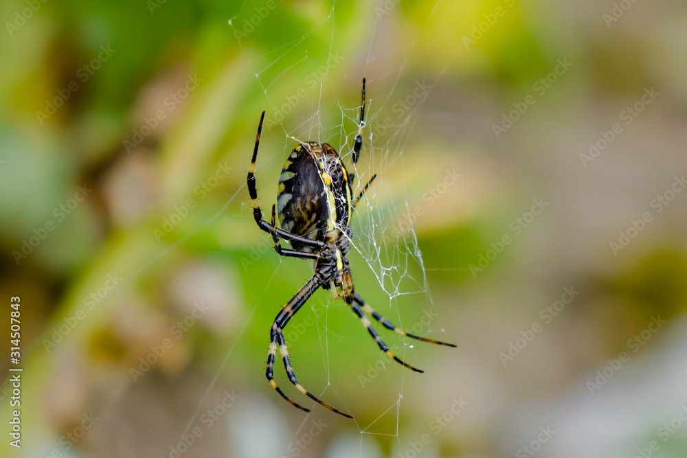 Zebraspinne hängt im Netz von unten Zebraspinne hängt im Netz von unten