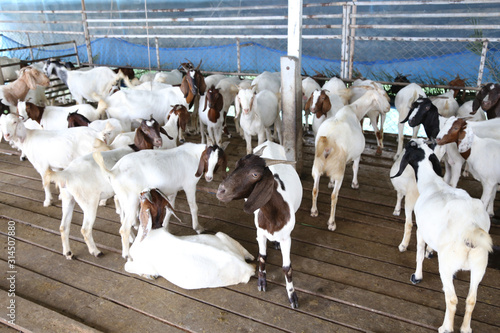 Local family goats on the farm.