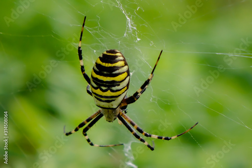 Zebraspinne von seitlich hinten